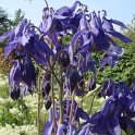 Aquilegia vulgaris fleur
